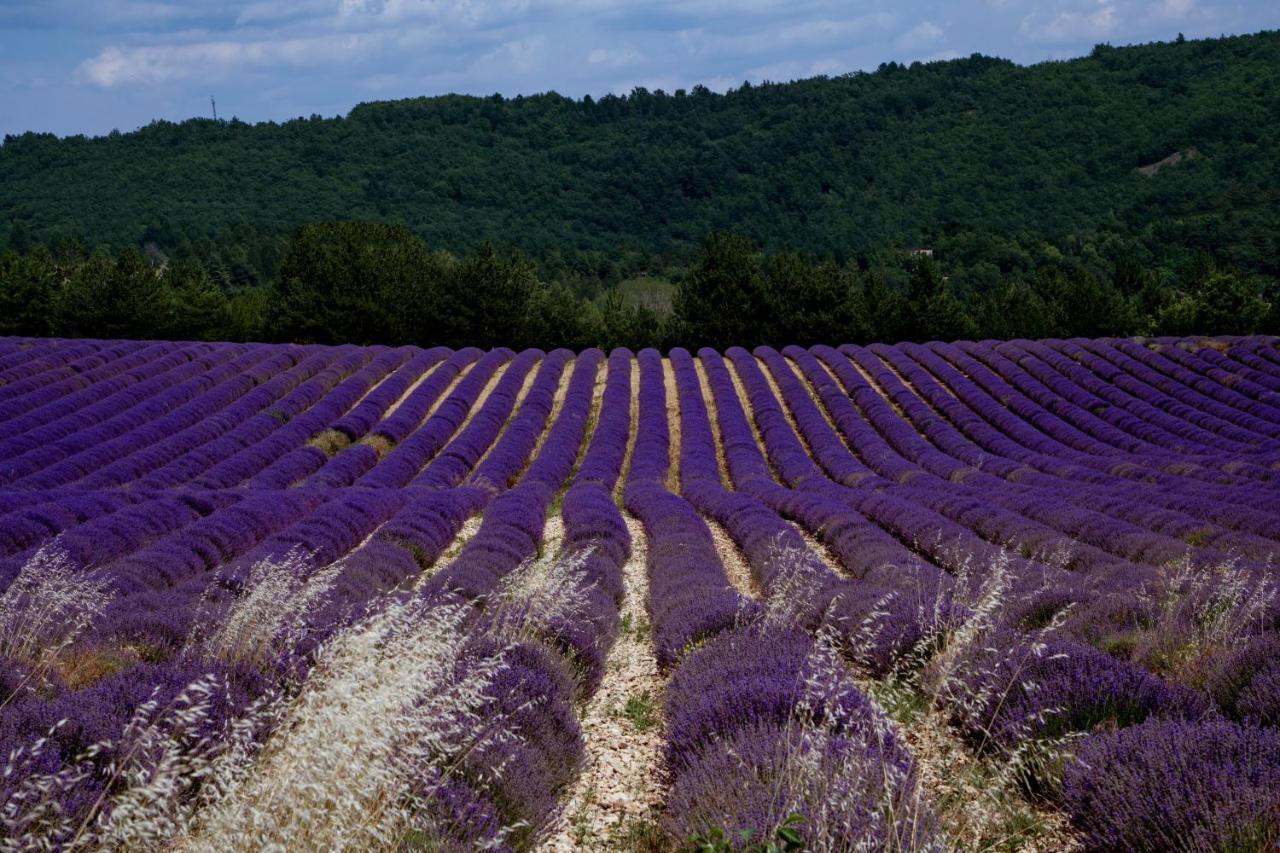 Gite La Bastide De La Loge Au Pied Du Mont Ventoux Sault-de-Vaucluse Esterno foto